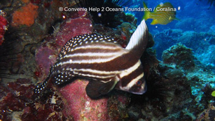 Spotted Drum (69) - copia_756